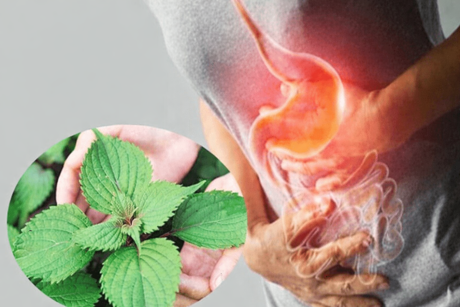 Trà Tía Tô - Trà Mộc An