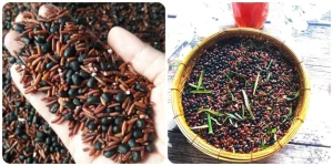 tac -dung-cua-tra-gao-lut-dau-den